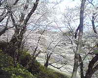 100430桜.jpg
