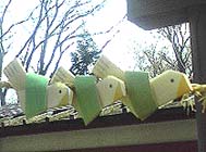 100430鳩.jpg